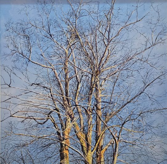 Through the Trees IV by Ed Sumner